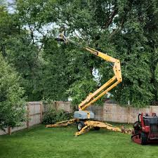 Why Choose Our Tree Removal Services in Willow, AK?