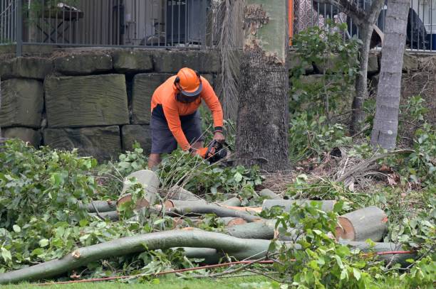 Best Storm Damage Tree Cleanup  in Willow, AK